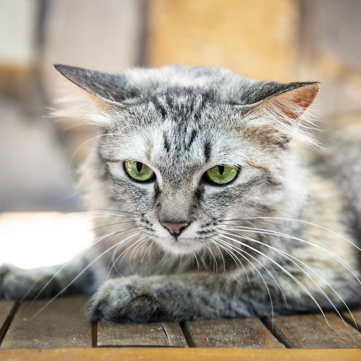 猫咪