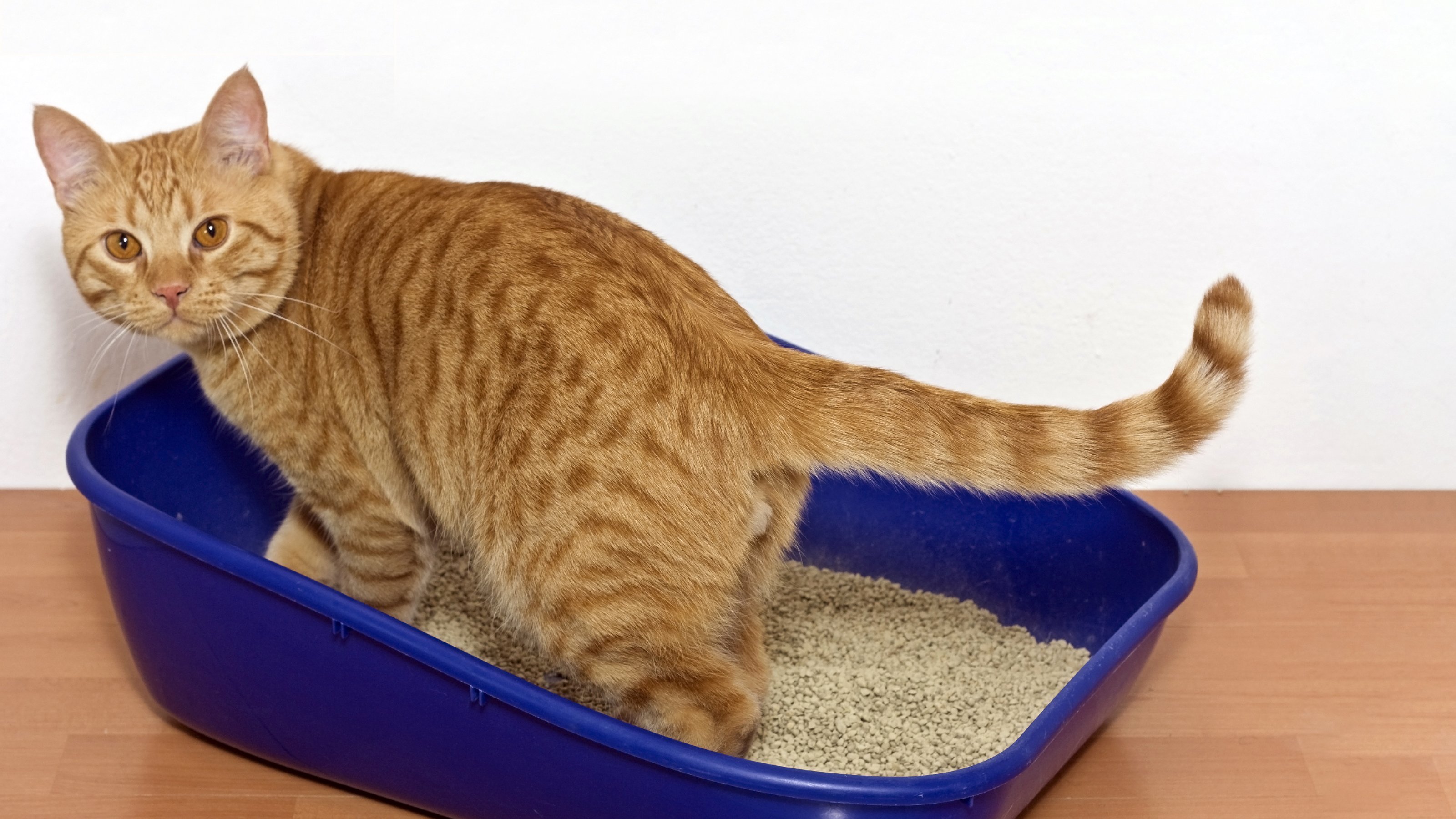 猫咪如厕训练