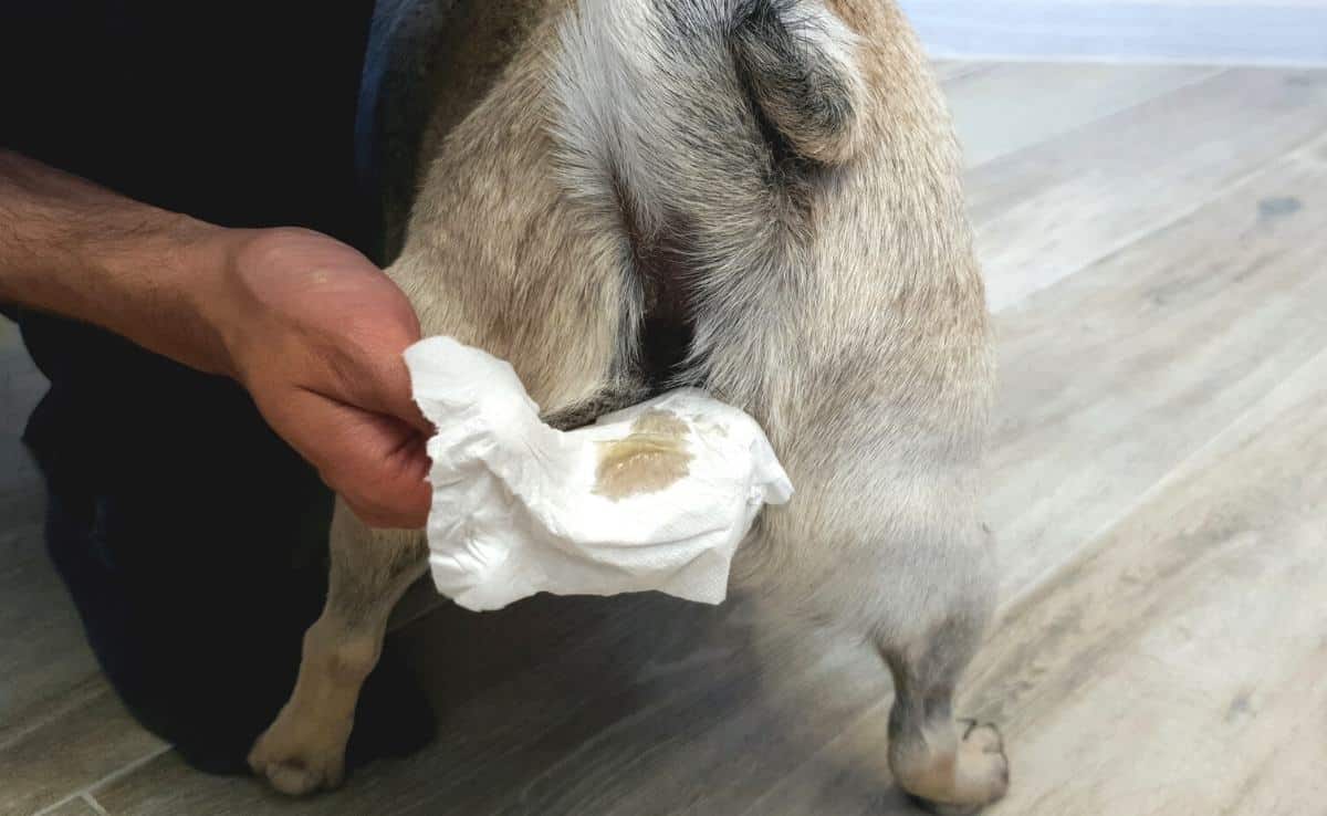 肛门腺清理