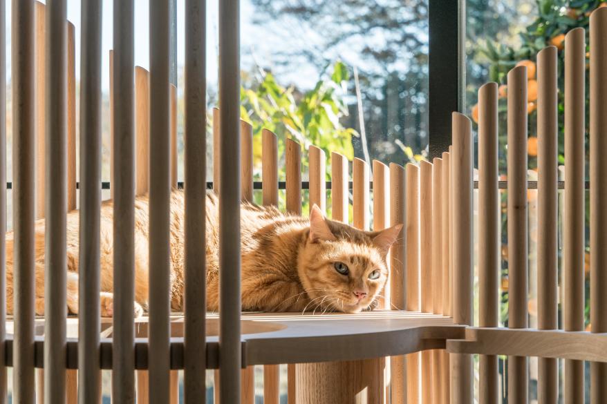 猫咪公寓